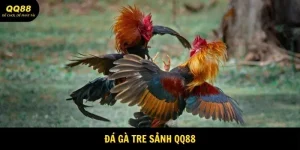 Đá Gà Tre - Trận Đấu Lôi Cuốn Tại Nhà Cái QQ88 1 Đá Gà Tre
