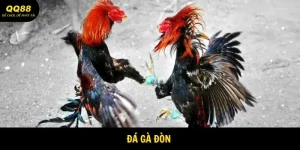 Đá Gà Đòn - Nơi Thể Hiện Bản Lĩnh Mạnh Mẽ Tại QQ88 3 Đá Gà Đòn